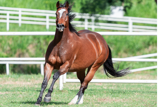 TROUBLE QUICK DASH